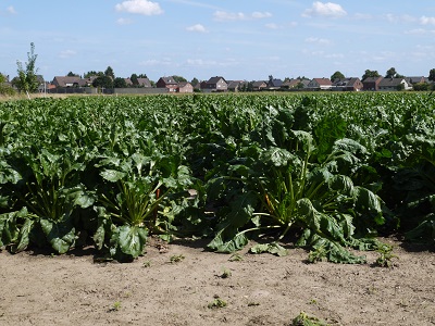 Sugar beet canopies with BCN