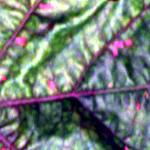 RGB Bild von Plasmopara viticola auf Weinblatt