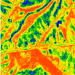 Hyperspectral image P. viticola