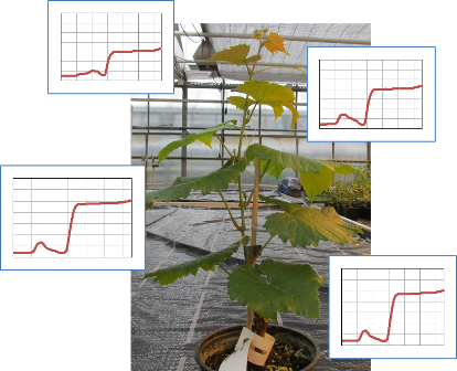 Agestructure of vine leaves in hyperspectal terms